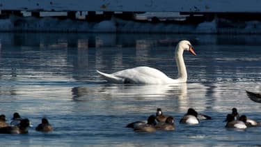 A New York, un plan pour éradiquer les cygnes a été présenté le 28 février 2014. -