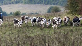 Les émissions de méthane issues du bétail "ont crû plus fortement que prévu" indiquent des scientifiques. (image d'illustration) 