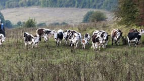 L'essentiel de ce réchauffement est causé par des nourritures sources importantes de méthane. (image d'illustration) 