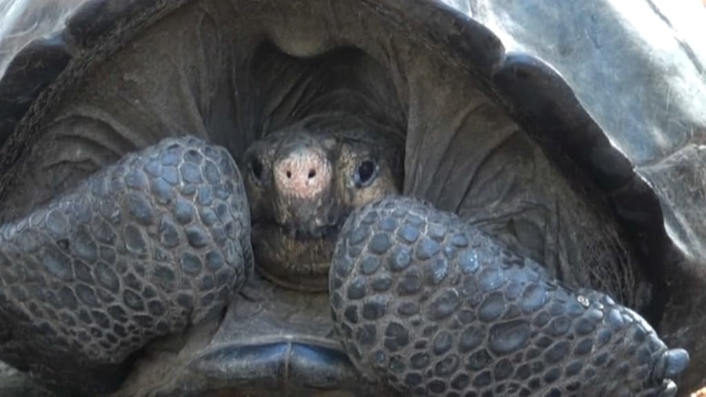 Photo of La tortuga gigante descubierta en Galápagos pertenece a una especie declarada extinta
