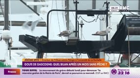 "Un à deux cas de capture accidentelle": premier bilan positif du mois sans pêche pour les dauphins