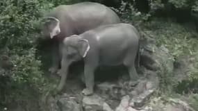  Six éléphants et un veau sont morts après être tombés dans une cascade en Thaïlande 