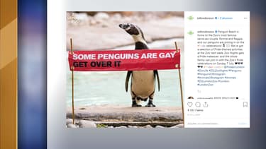 Les manchots gays du zoo de Londres photographiés à côté de leur bannière.