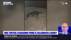 Alpes-Maritimes: une tortue caouanne pond à Villeneuve-Loubet