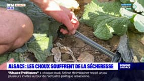 Alsace: les choux souffrent de la sécheresse