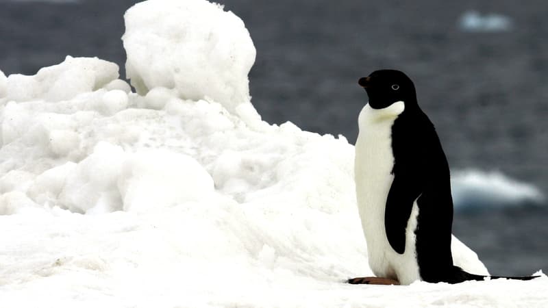 Un pingouin sur la banquise en Antarctique, en 2007.