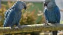 Deux aras de Spix, perroquets bleus menacés d'extinction en avril 2014 (Photo d'illustration).