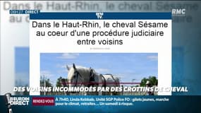 Le cheval Sésame au cœur d'un conflit de voisinage 