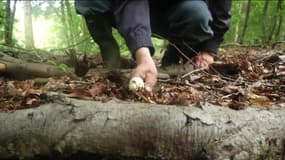 Un homme cueille un champignon sauvage dans la forêt domaniale de Roumare, en Haute-Normandie