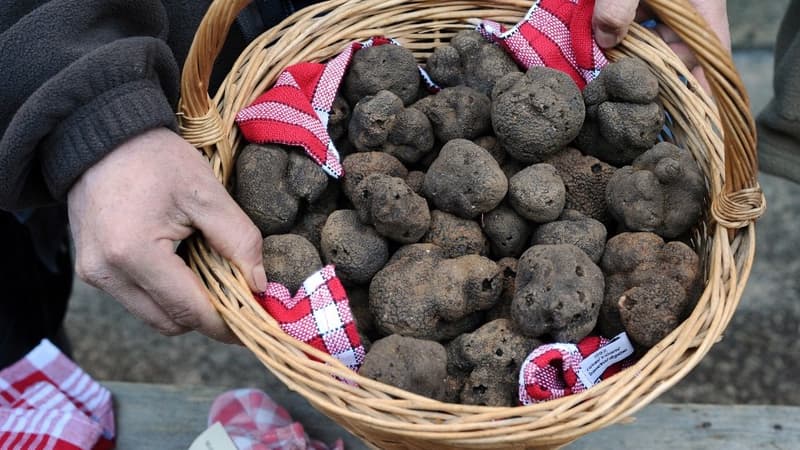 Une truffe peut facilement atteindre 1.000 euros le kilo.