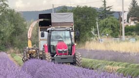 La coupe du lavandin et de la lavande a été lancée à Manosque.