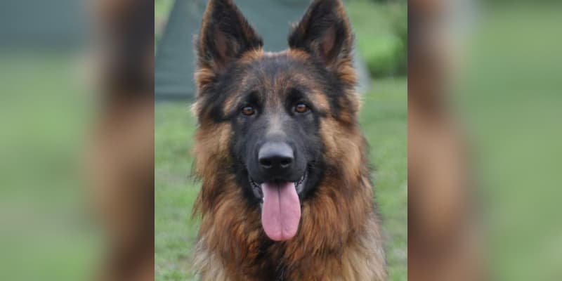 Texane, une bergère allemande disparue le 25 février au Salon de l'Agriculture de Paris, a été retrouvée ce dimanche 2 mars.