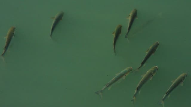 Des poissons dans une rivière