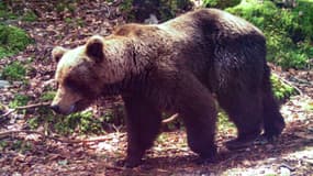Un ours brun près de Melles, dans les Pyrénées, en 2020. (Photo d'illustration)