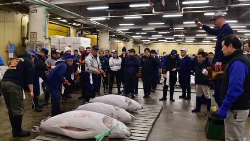 Marché aux poissons de Tokyo où sont vendus aux enchères des thons de taille exceptionnelle, le 5 janvier 2015