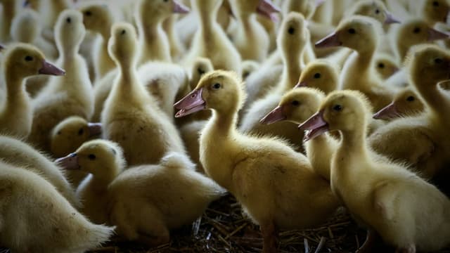 Elevage de canards à Castelnau-Tursan, en septembre 2020