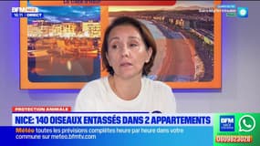 140 oiseaux dans un appartement à Nice : les missions de l'UPA 06 pour la protection animale