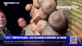 Fortes pluies:  une mauvaise nouvelle pour les éleveurs d'escargots