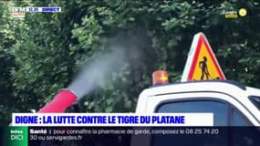 Digne-les-Bains en lutte contre le tigre du platane