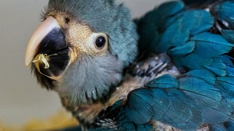 L'un des deux perroquets bleus 'ararinha-azul' nés dans un centre d'élevage scientifique de l'Etat de Sao Paulo, au Brésil. Photo diffusée le 26 décembre.