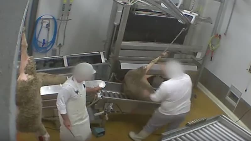 L'abattoir du Vigan rouvre partiellement dans le Gard - Lundi 21 mars 2016