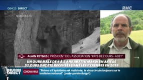 L'abattage d'un ours ravive les tensions entre pro et anti-ours