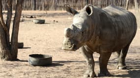 Un rhinocéros blanc (ici dans une réserve au nord de Johannesburg, en Afrique du sud), image d'illustration