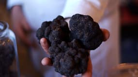 Trois énormes truffes noires (Photo d'illustration).