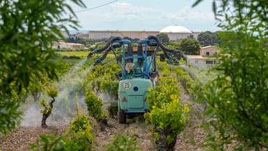 Un tracteur épand du folpel, un pesticide et fongicide, sur des vignes, avec des maisons résidentielles en arrière-plan, à proximité, à Frontignan, le 7 mai 2025.