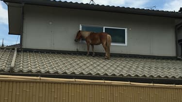 Leaf, une petite jument, a survécu aux inondations au Japon et a été retrouvée sur le toit d'une maison