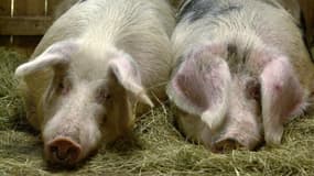 Des cochons dans un élevage français. Photo d'illustration