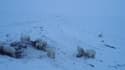 Russie: une soixantaine d’ours polaires aux portes d’un village 
