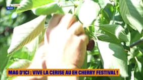 MAG D'ICI du lundi 4 août - vive la cerise au Eh Cherry Festival !