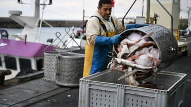 Retour de pêche avec déchargement des poissons au port de Le Guilvinec (Bretagne), le 4 juin 2020