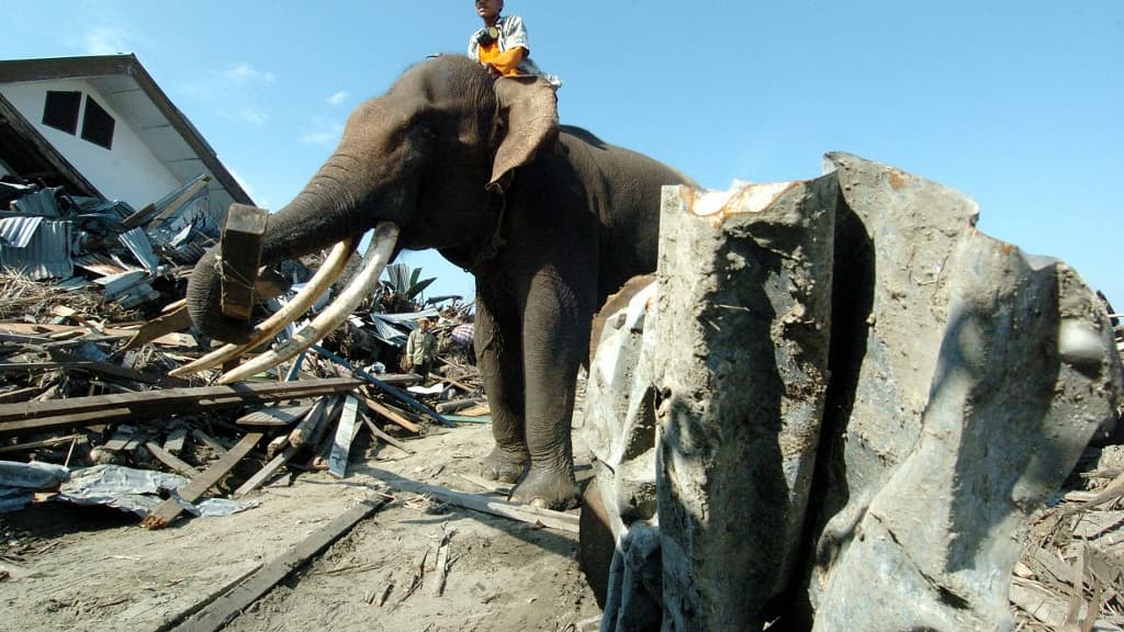 Un homme et un éléphant dans les décombres laissés par le tsunami de 2004 en Indonésie