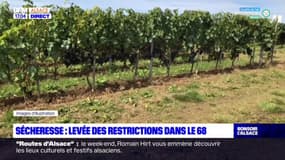 Sécheresse: les restrictions d'usage de l'eau levées dans le Haut-Rhin