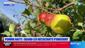 Alsace: la saison des pommes Natti débute, une belle qualité attendue grâce à l'union des récoltants