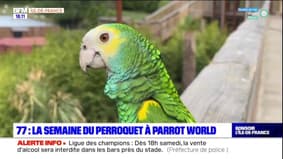 Seine-et-Marne: la semaine du perroquet à Parrot World