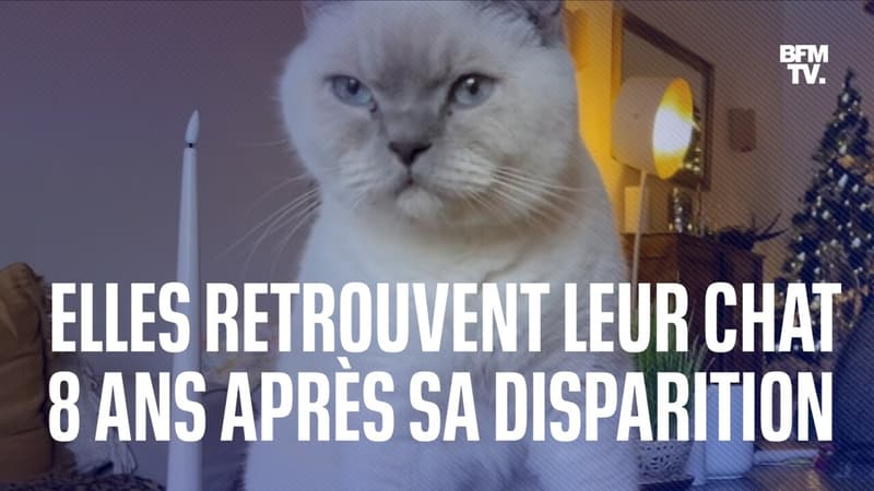Disparue il y a 8 ans, cette chatte a retrouvé sa famille juste avant Noël