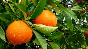 Des mandarines. (Photo d'illustration)
