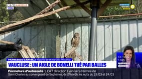 Vaucluse: un aigle de Bonelli n'a pas survécu à ses blessures par balles