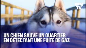 Aux États-Unis, un chien sauve un quartier en détectant une fuite de gaz