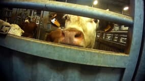 L'abattoir Bigard de Cuiseaux (Saône-et-Loire).