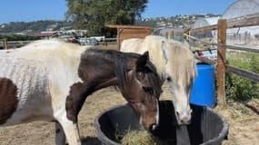 À Nice, trois chevaux maltraités et mal nourris ont été saisis et placés en refuge.