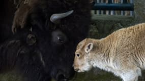La bisonne blanche Dusanka, deux jours après sa naissance au zoo de Belgrade, le 30 mai 2018