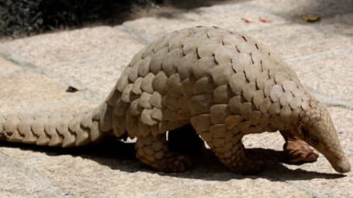 Un pangolin, espèce menacée, à Kandy au Sri Lanka