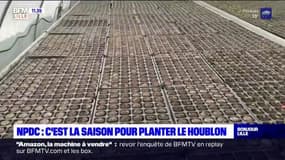 Nord-Pas-de-Calais: c'est la saison pour planter le houblon