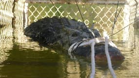 Un énorme crocodile marin retrouvé au fond d'un piège en Australie après huit ans de traque.