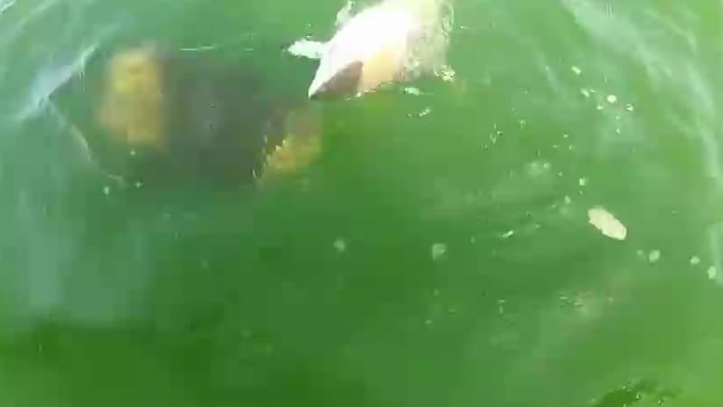Un requin se fait avaler en une bouchée par un éorme mérou goliath.
