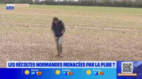 Normandie: les récoltes menacées par la pluie?